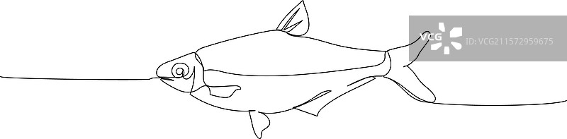 海鱼 河鱼 鲱鱼 虾虎鱼 鲤鱼图片素材