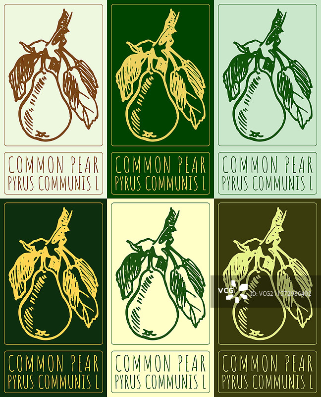 各种颜色的普通梨绘画集图片素材