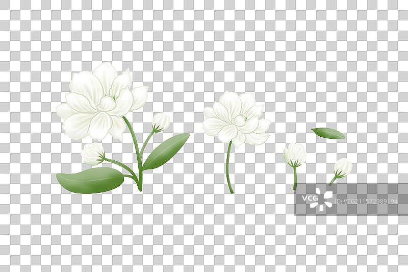茉莉花植物插画免抠元素图片素材
