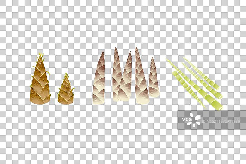 竹笋青笋笋子插画免抠元素图片素材