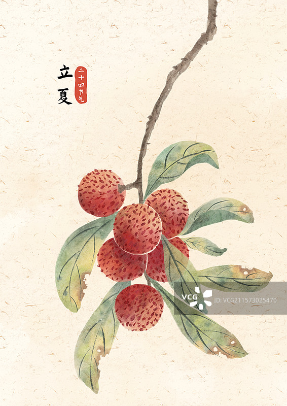 立夏杨梅插画图片素材