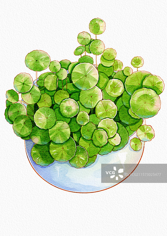 铜钱草图片素材