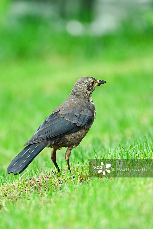 草地上的小鸟图片素材