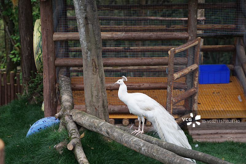 四川雅安碧峰峡野生动物园白孔雀图片素材
