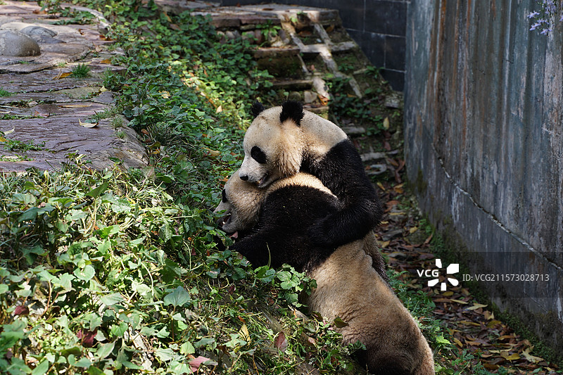 四川雅安碧峰峡大熊猫基地图片素材