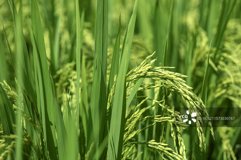 丰收在望的稻穗图片素材