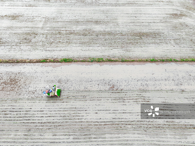 夏日稻田插秧忙图片素材