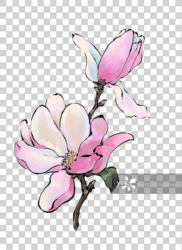 玉兰花辛夷免抠元素古风图片素材