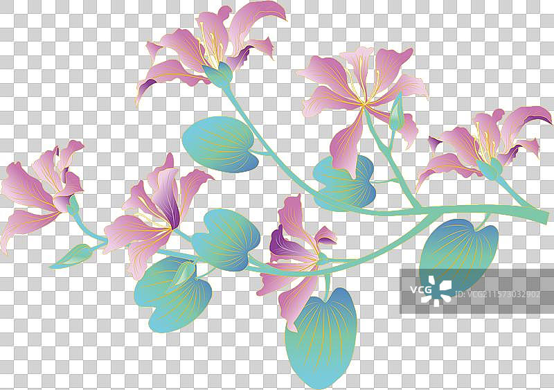 香港紫荆花透明背景 开花的植物图片素材