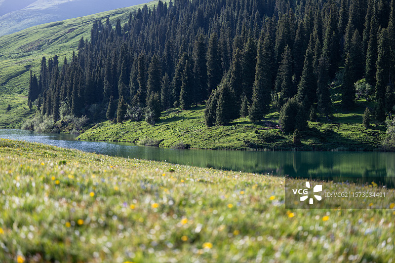 新疆唐布拉风景区 仙女湖 森林 草坪 嫩草图片素材
