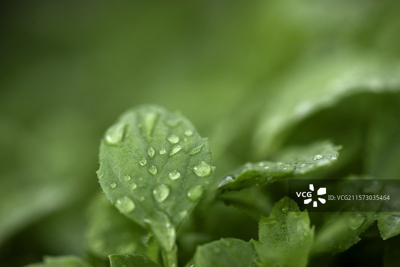雨后清新绿叶特写图片素材