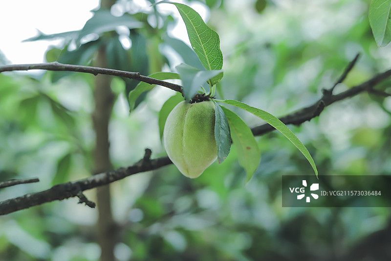 未成熟的淡绿色桃子图片素材