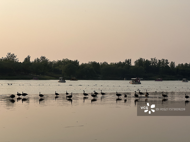 鸿雁归巢图片素材