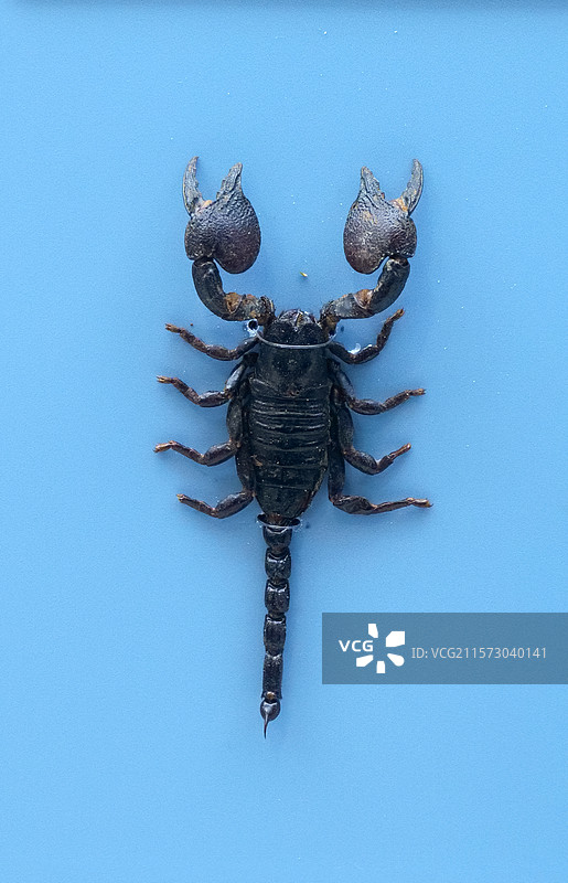 红爪帝王蝎 国家自然博物馆图片素材