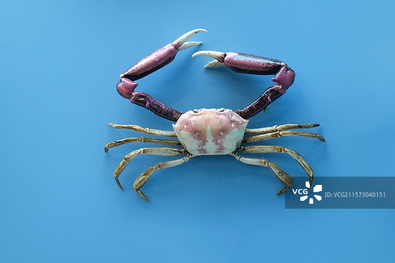 长手隆背蟹 国家自然博物馆图片素材