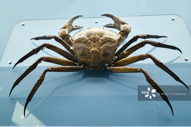 颗粒查氏蟹 国家自然博物馆图片素材