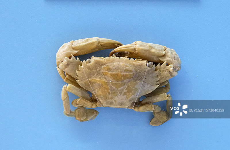 刺手短桨蟹 国家自然博物馆图片素材