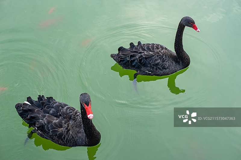 中国野生动物野外动物拍摄主题，湖泊河岸两只黑色的黑天鹅，户外白昼无人图像摄影图片素材