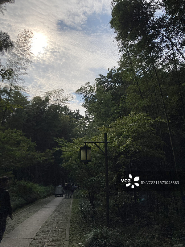 杭州 龙井村 户外 徒步 景区 九溪烟树 竹林 路图片素材