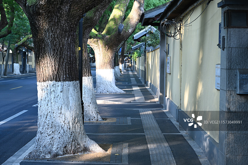 南京颐和路，民国风情，林荫道，夏季绿意，南京网红打卡地图片素材