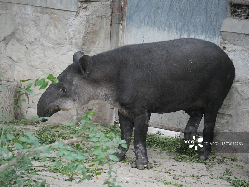 北京动物园中美貘图片素材
