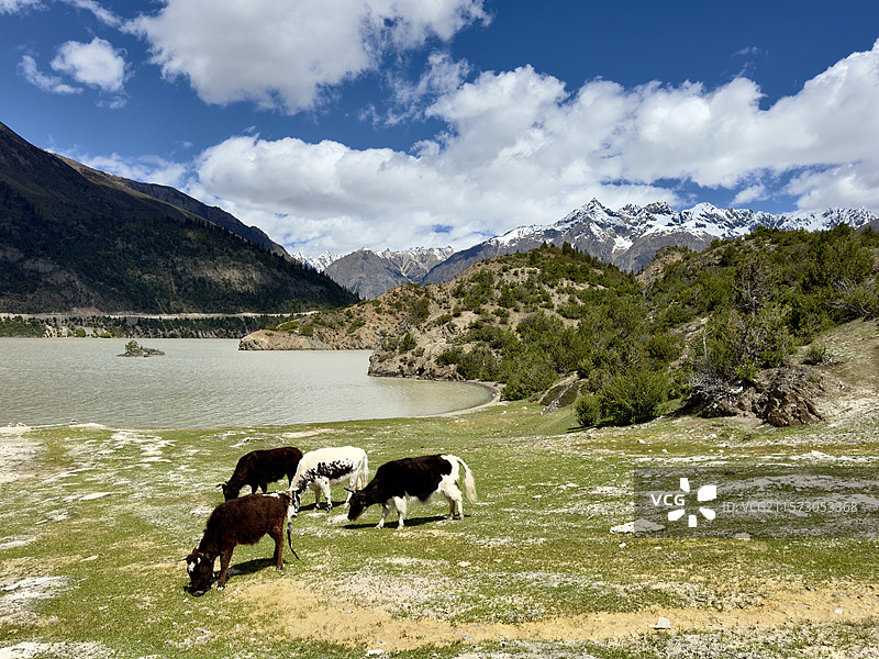 雪山下的悠然图片素材