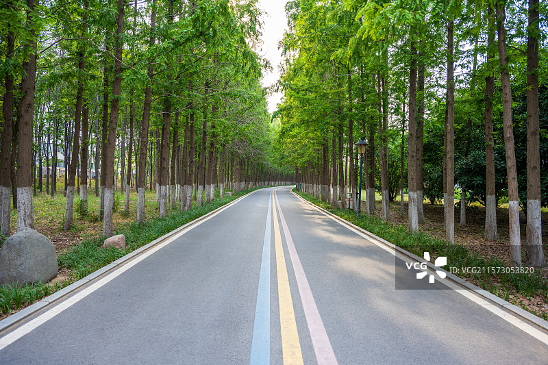 公园里的林荫小道 健康步道与杉树林图片素材