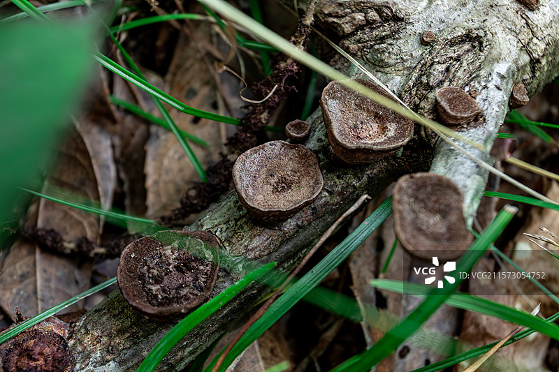 草丛中的木耳特写图片素材