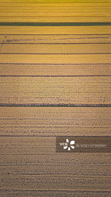 金色田野的丰收景象图片素材