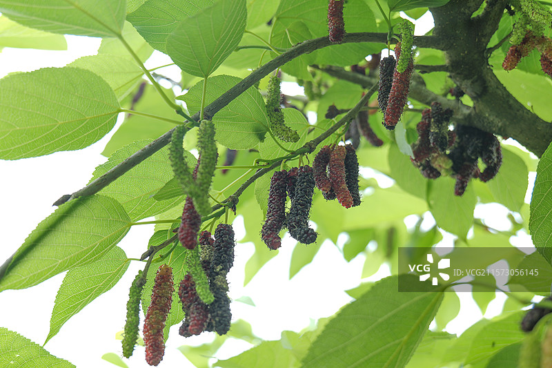 桑葚水果桑果桑葚子桑树桑枣图片素材