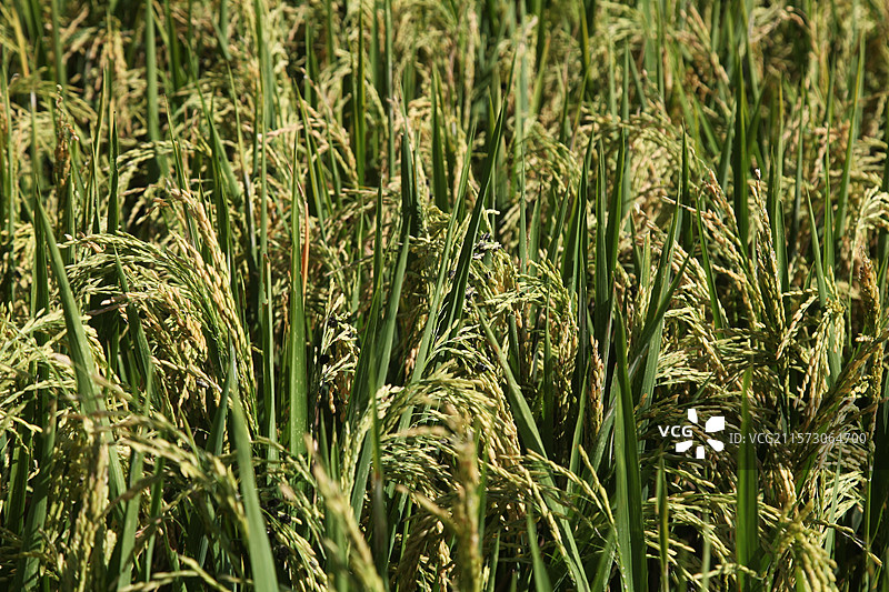 重庆市云阳县的稻田和农民，稻谷 谷穗粮食农民，农业 ，农村 三农图片素材