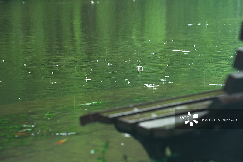 上海共青森林公园夏季梅雨季大树绿植雨滴风景图片素材