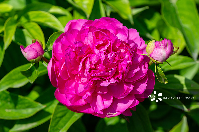 天坛公园的粉色芍药花图片素材