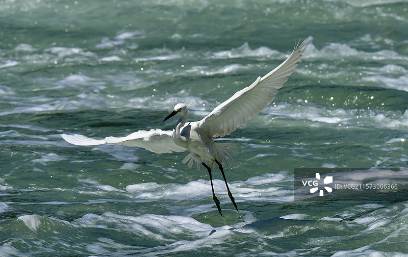 白鷺捕魚图片素材