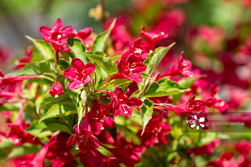 天坛公园的红玉子锦带花图片素材