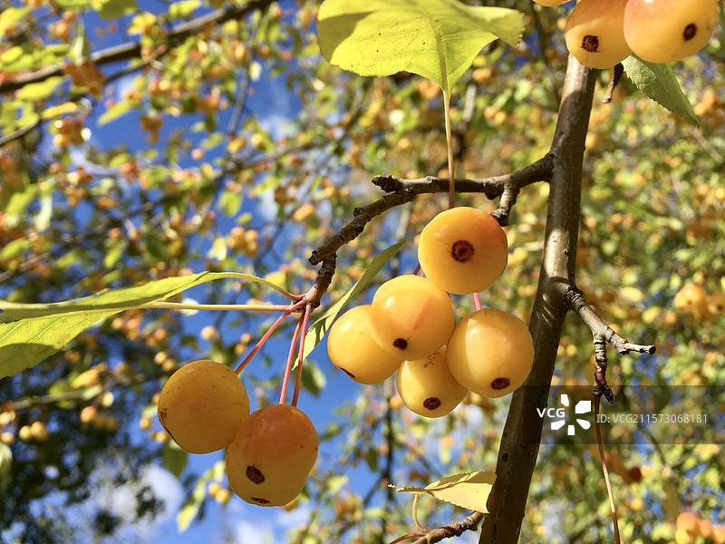 欧洲旅行莫斯科高尔基公园金色果实图片素材