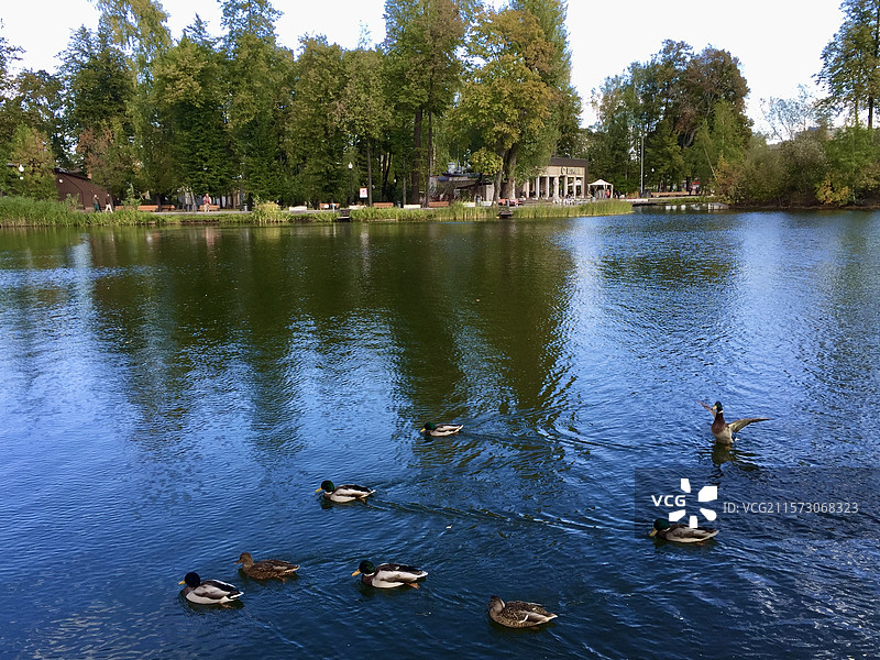 欧洲旅行莫斯科高尔基公园湖水中嬉戏的鸭子图片素材
