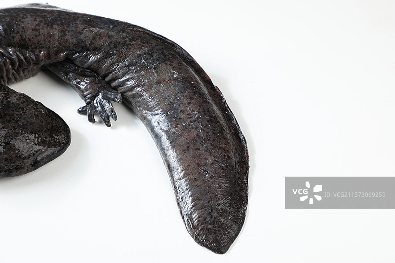 娃娃鱼图片素材