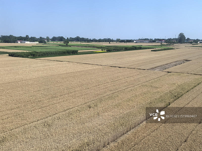已经成熟即将收割的麦田，一望无际的田野图片素材