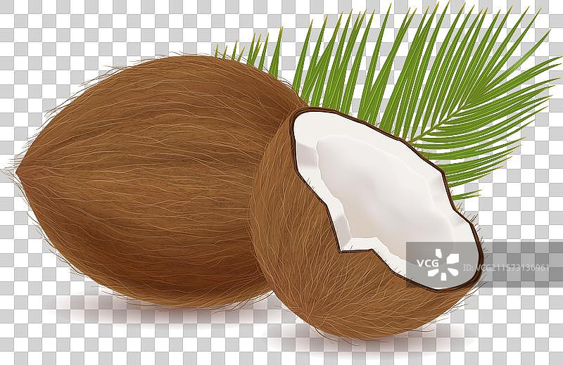 带叶子的椰子在浅色背景上图片素材