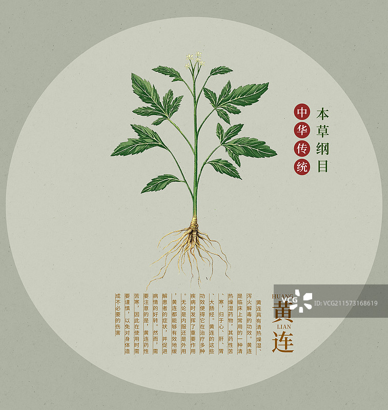 中国传统文化中草药药材之黄连图片素材