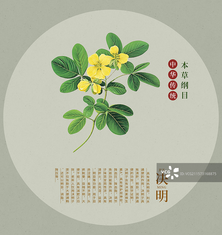 中国传统文化中草药药材之决明子图片素材