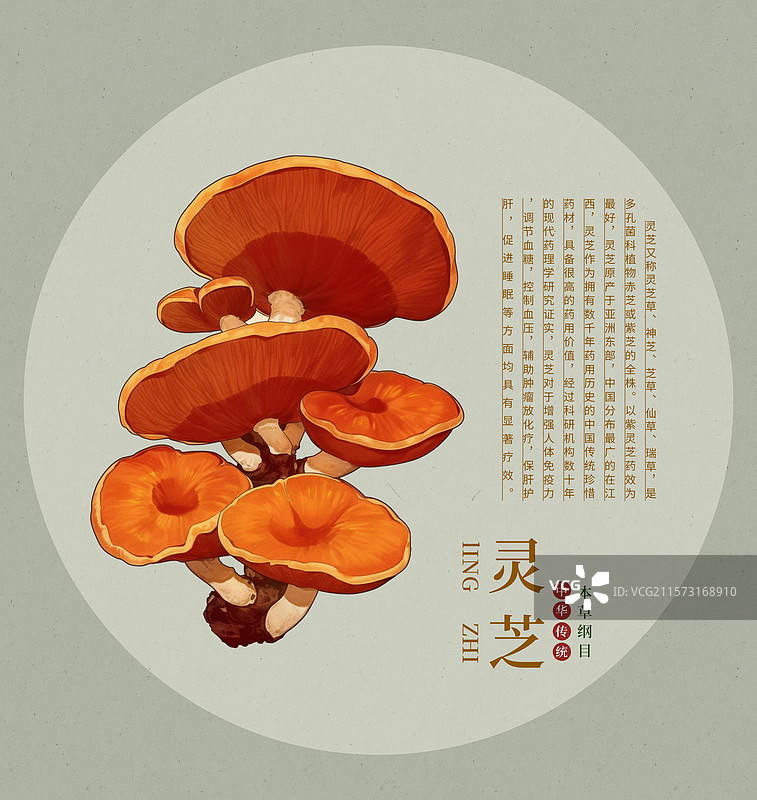 中国传统文化中草药药材之灵芝图片素材