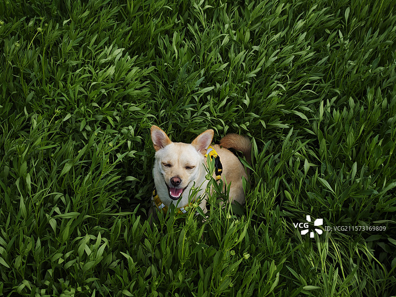 小狗在草丛里微笑图片素材