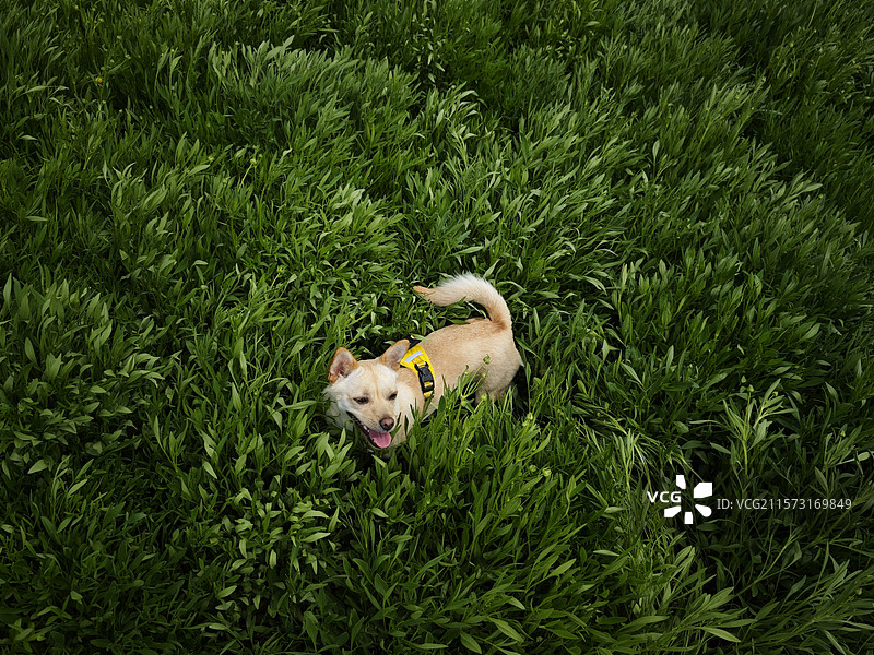 小狗在草丛里微笑图片素材