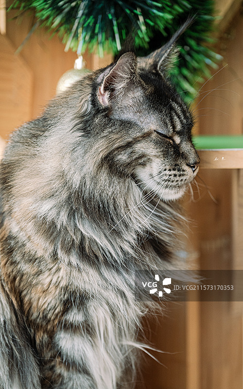 威武霸气温文尔雅——咖中缅因猫图片素材