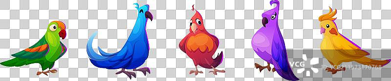 明亮的热带鹦鹉夏季设计图片素材