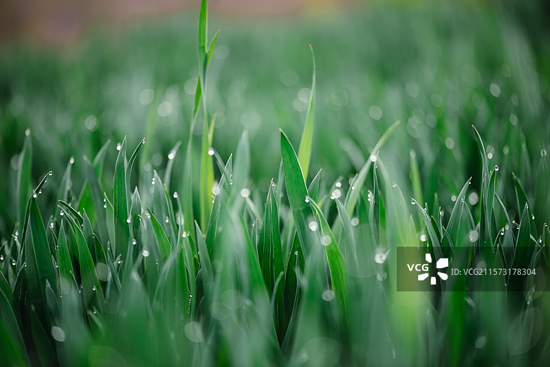 二十四节气，谷雨，雨水，麦苗上的露珠特写图片素材