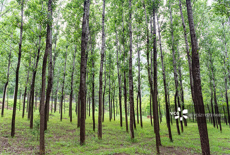 北京延庆百里山水画廊白河峡谷杨树林图片素材