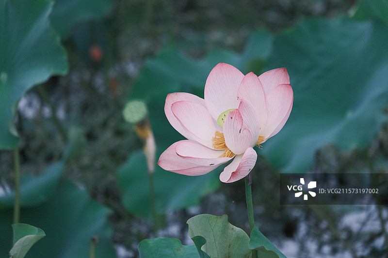江西省南昌市红谷滩湿地公园的夏季荷花图片素材